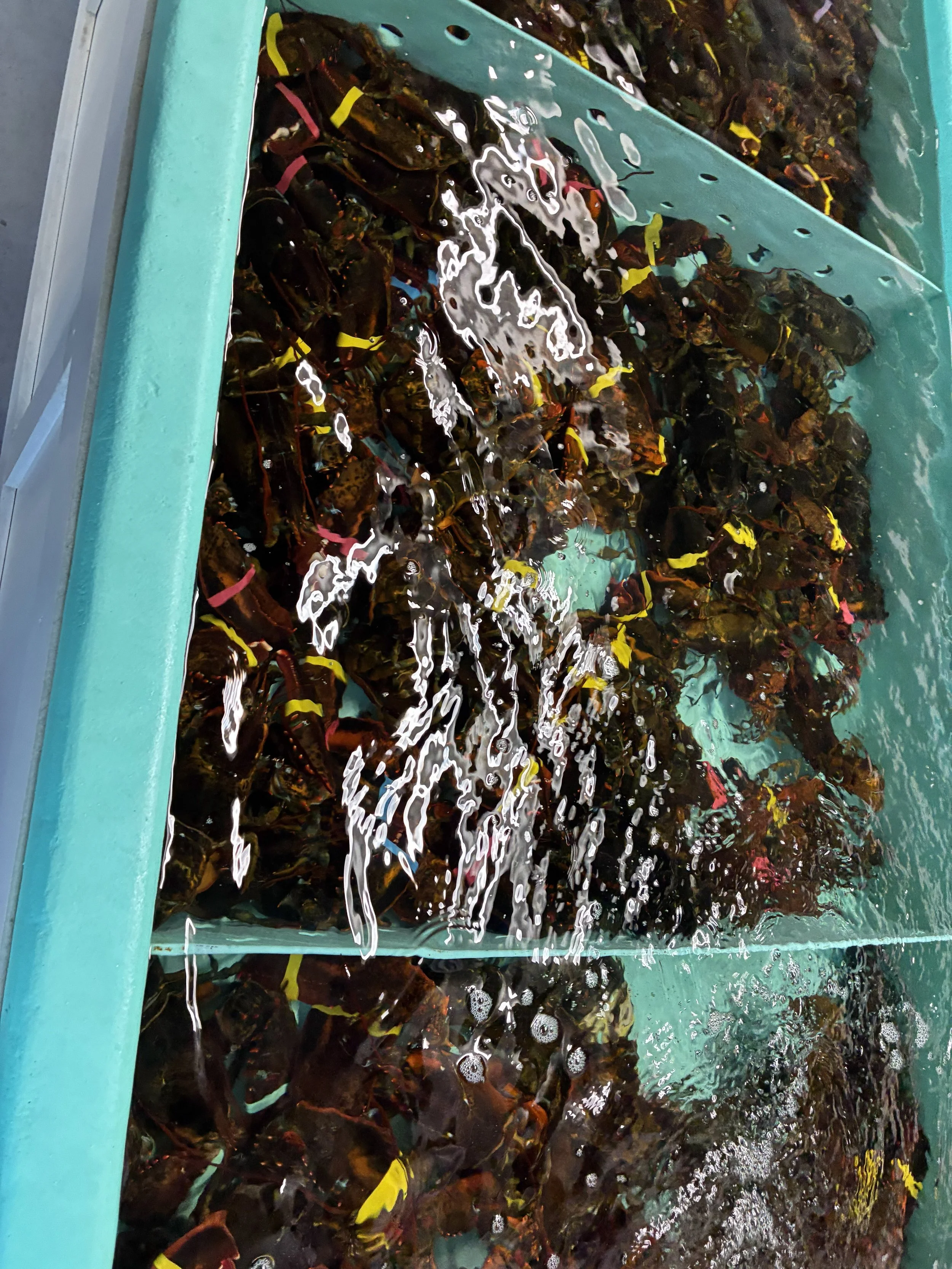 A live lobster tank with turquoise water full of lobsters.