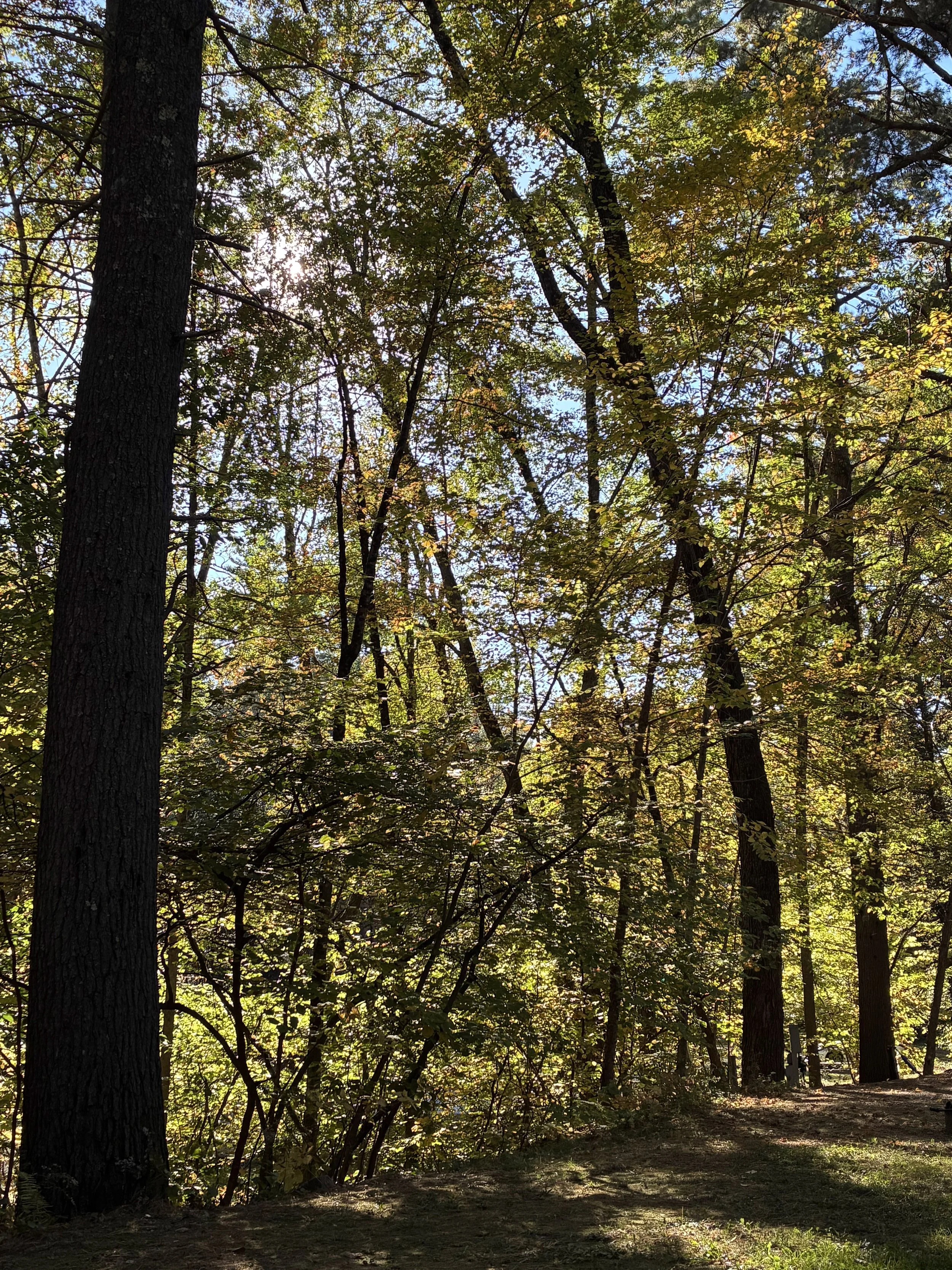 A sunlit tall forest canopy with sun flare and yellowing leaves.