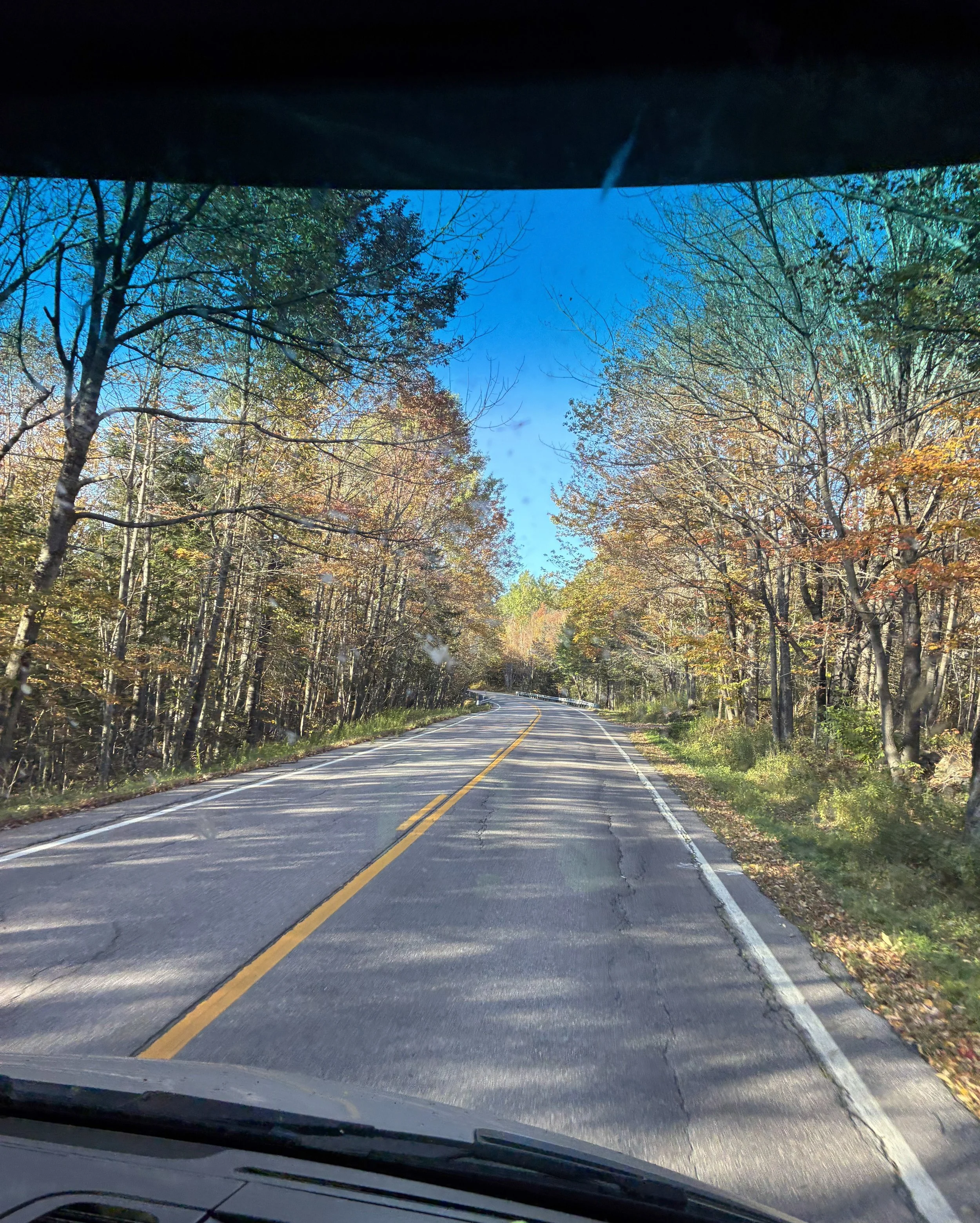 A road through fall trees.