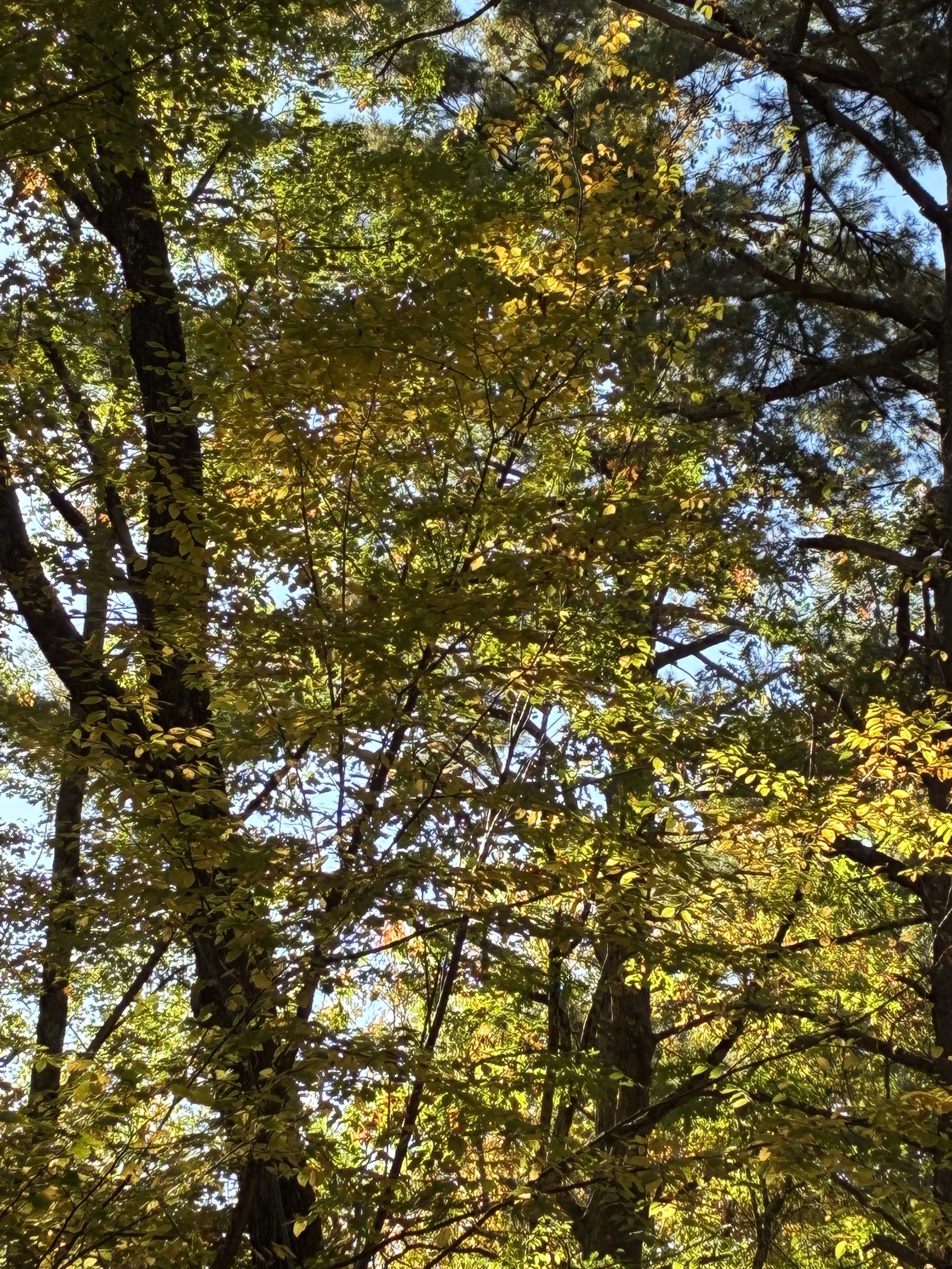 A close-up of sunlit golden-green tree canopy.