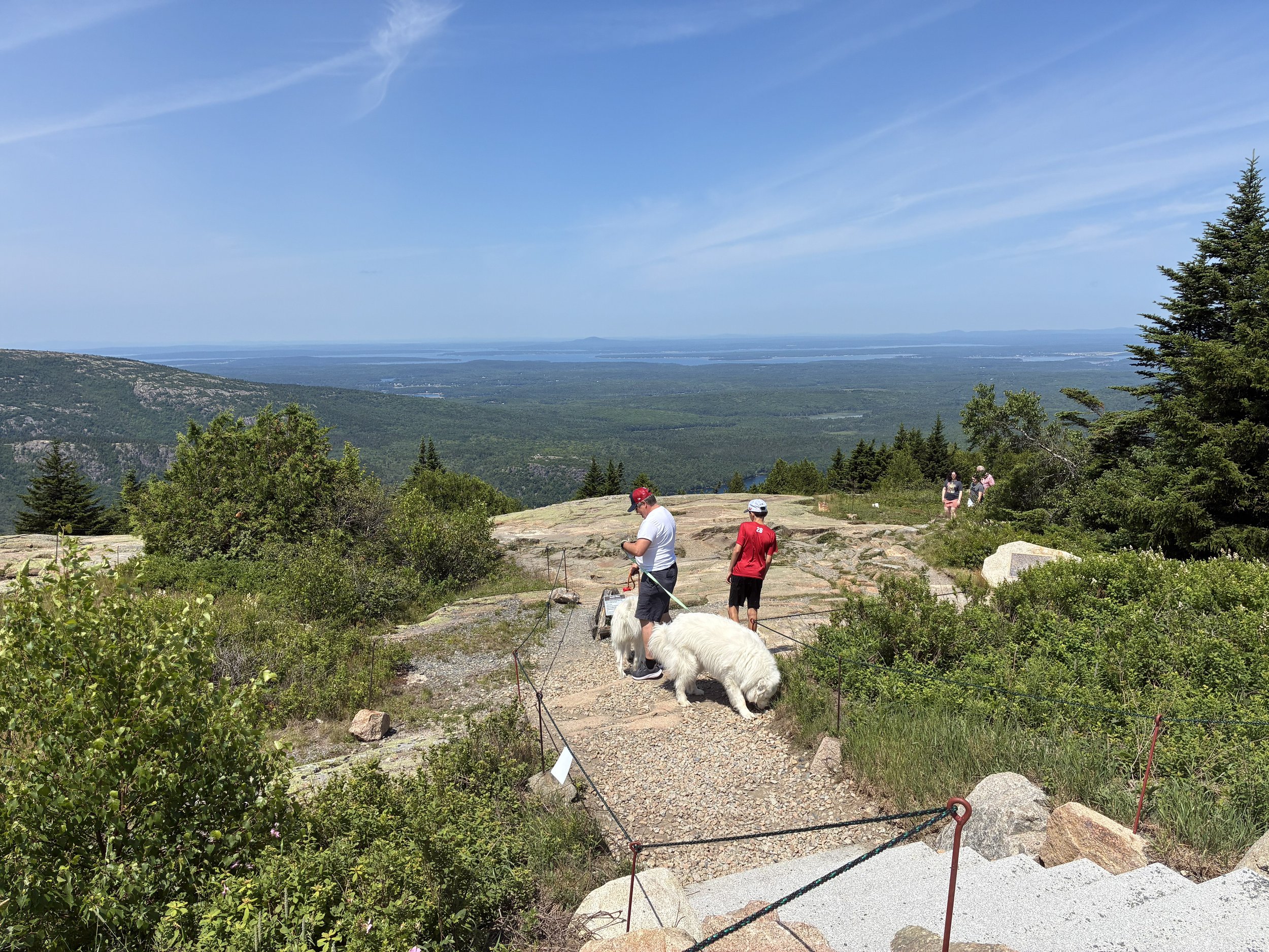 Two pups on a mountaintop trail, taking in the view.