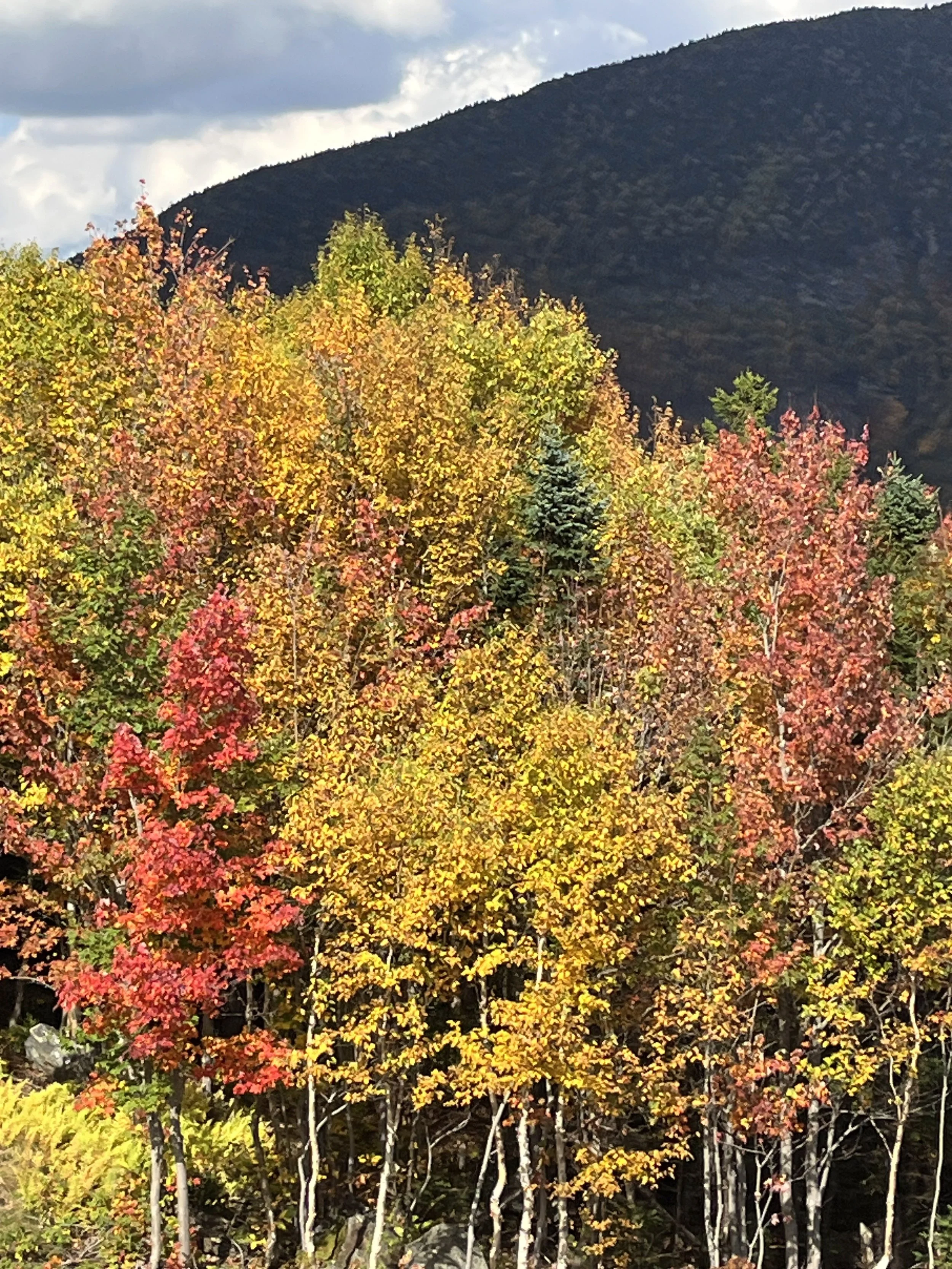 Brilliant red, orange, and yellow trees at Stowe Mountain Resort.
