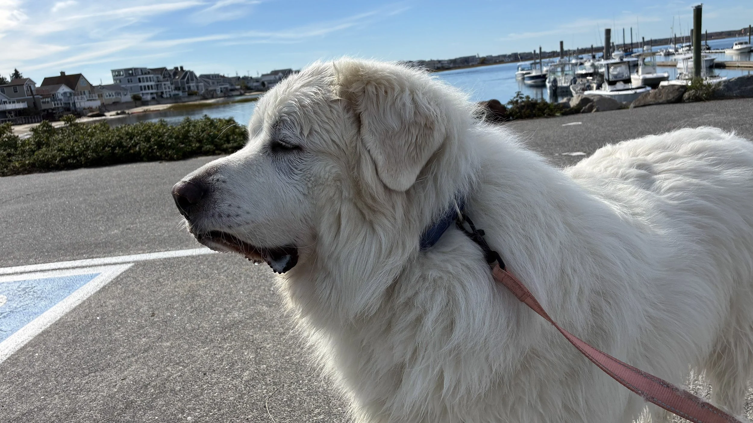 A big white dog at the marina.