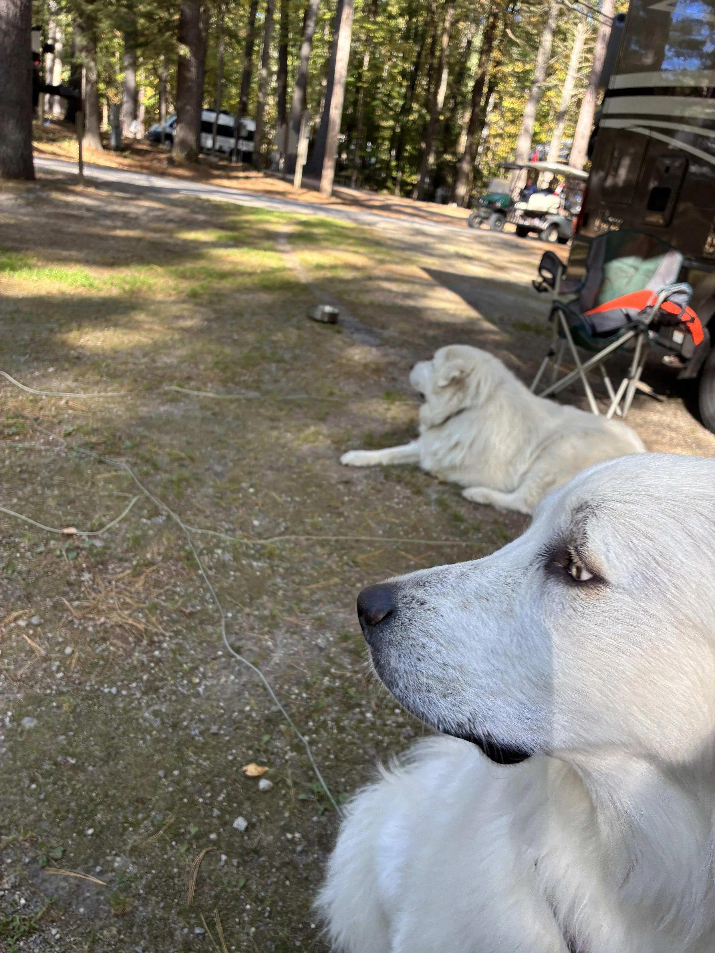 Two white dogs relaxing at the campsite by the RV.