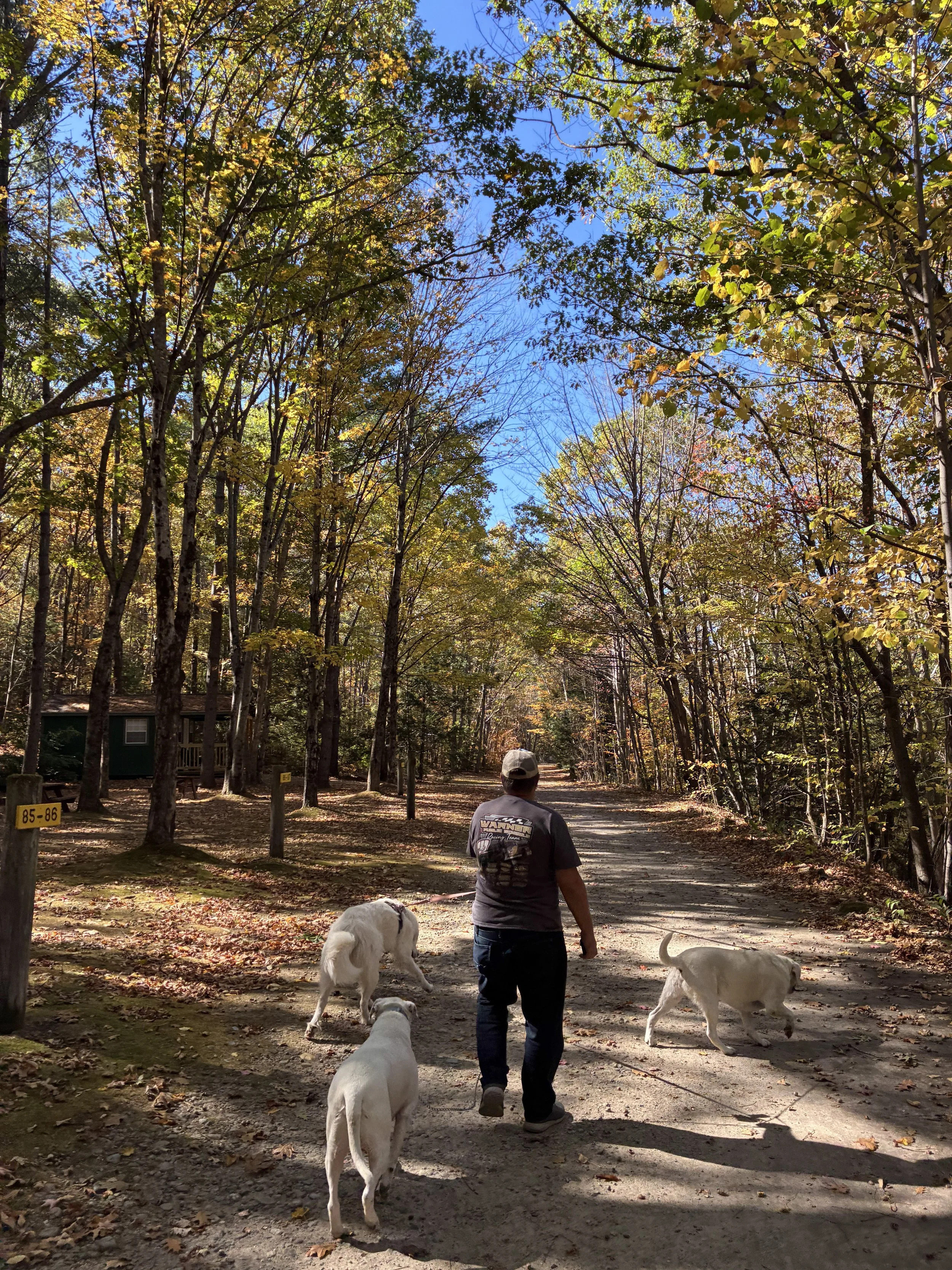 A man walking three white dogs down a dirt road through tall trees.