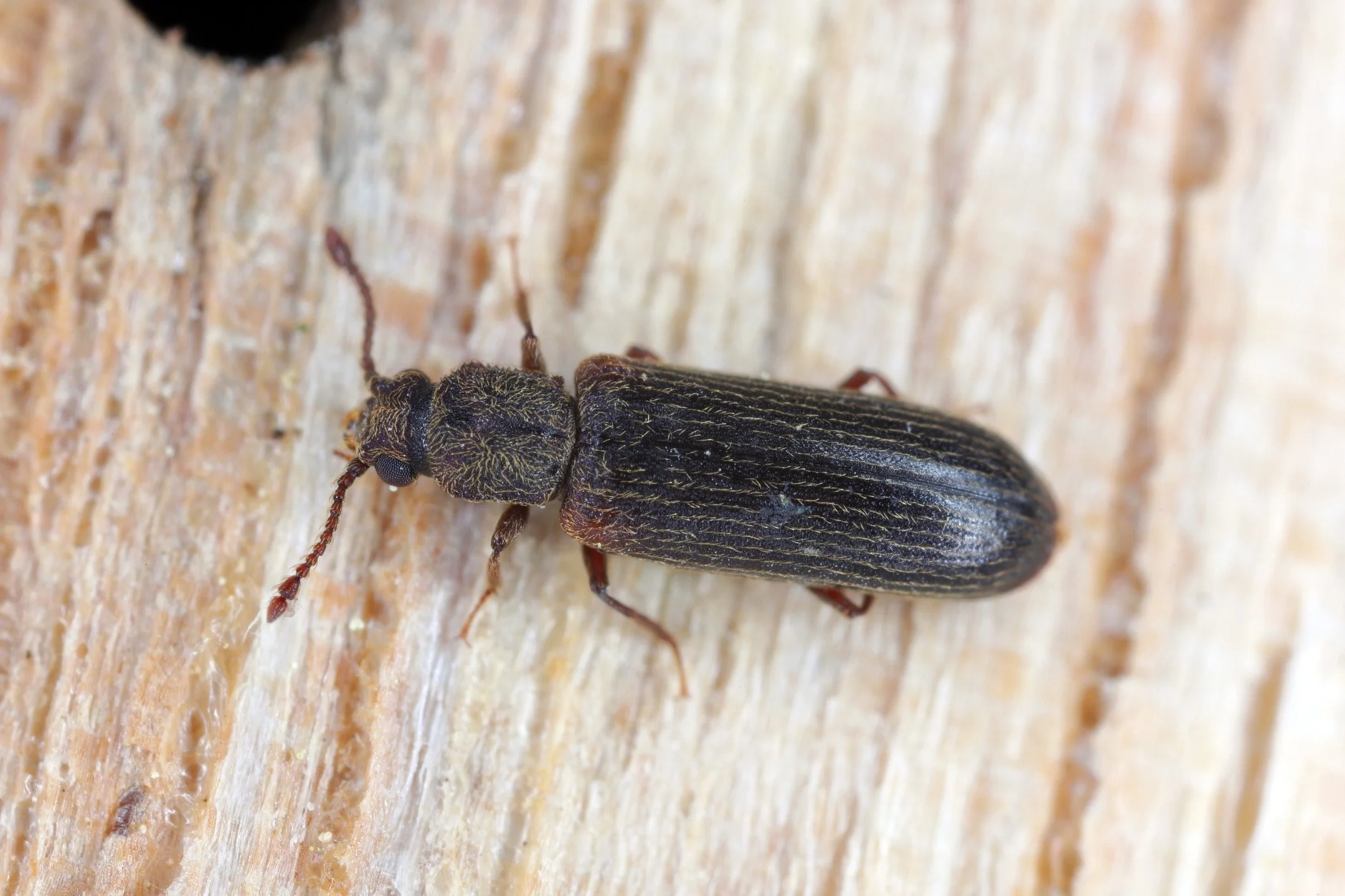 Powder-post beetle control in the Farmington Valley