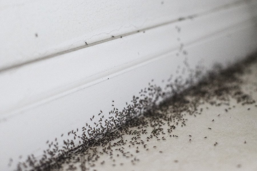 Ants in my kitchen