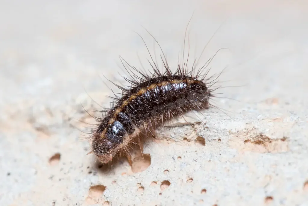 Carpet Beetle Larave .jpeg