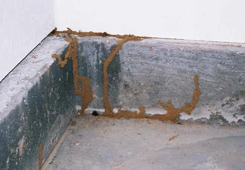 Mud tubes on concrete foundation