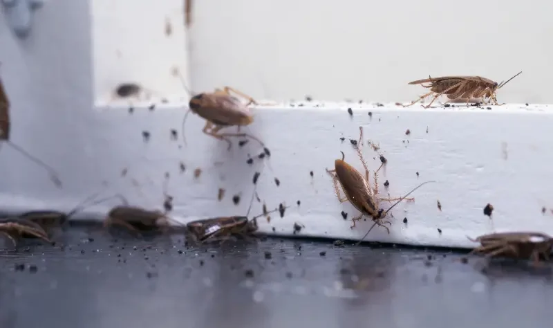 German cockroach infestation