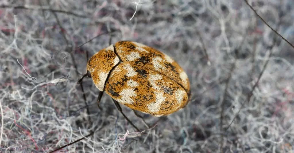 Carpet beetle2 1
