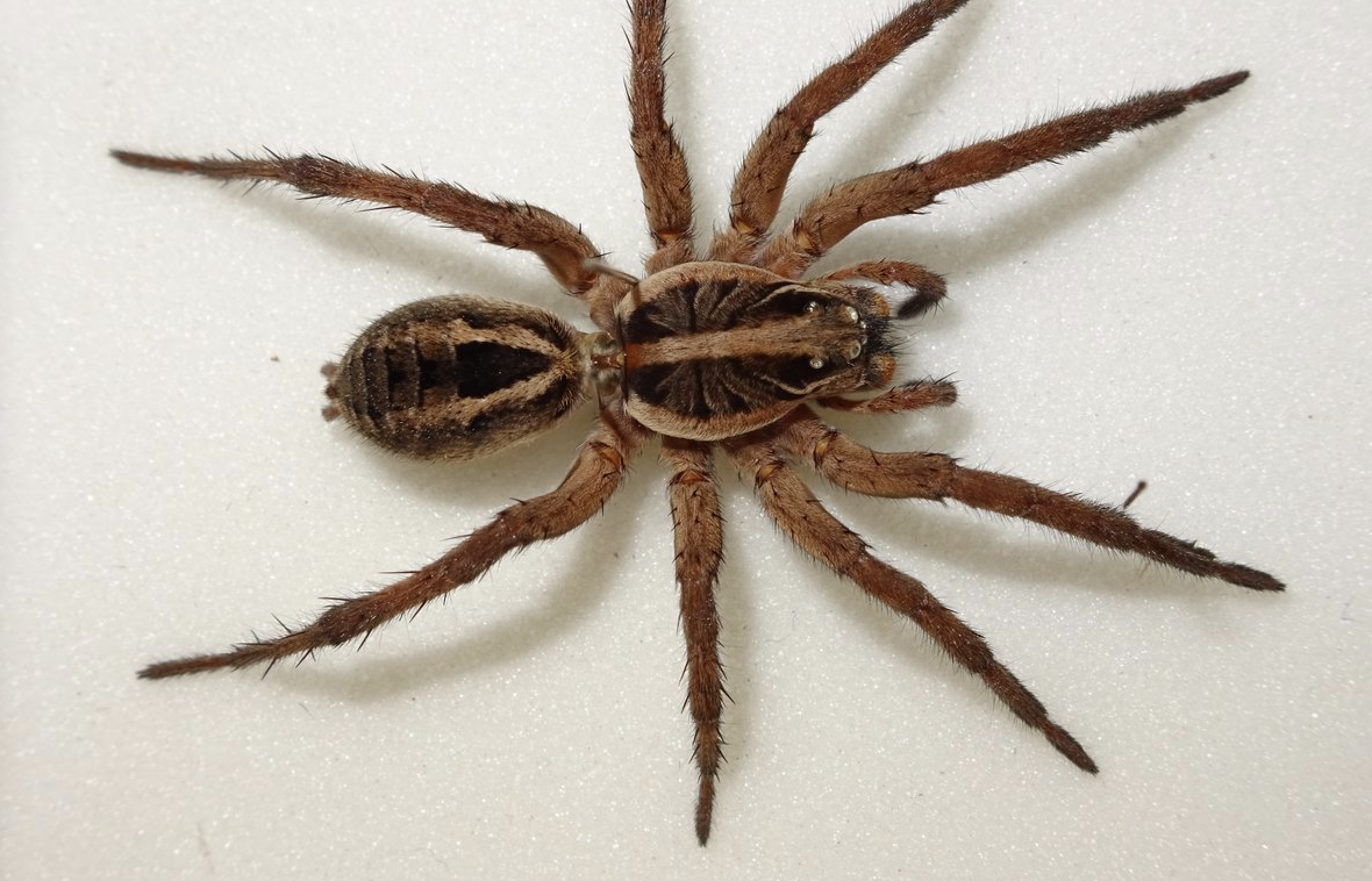 Spider banner
