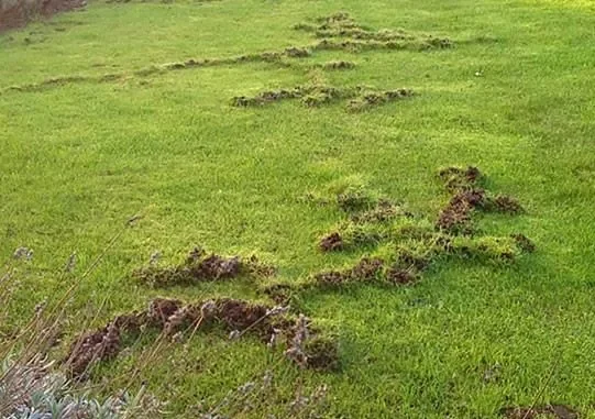 Mole Damage 2