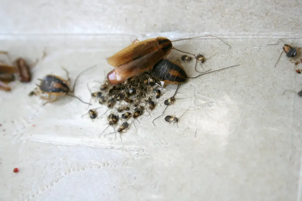 Cockroach eggs