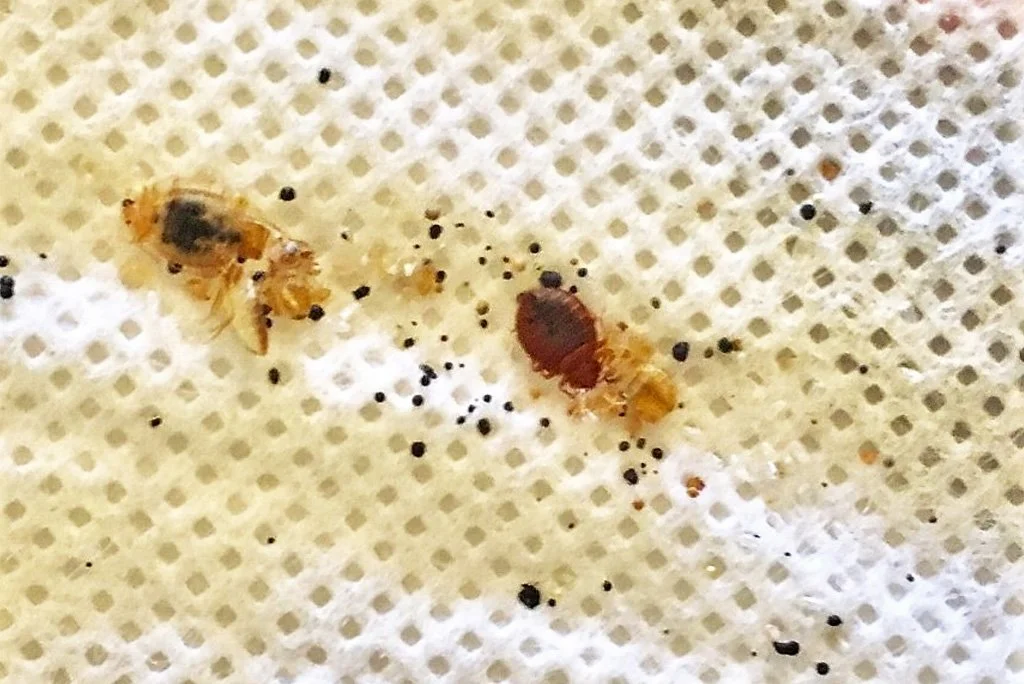 Bedbugs on a cloth