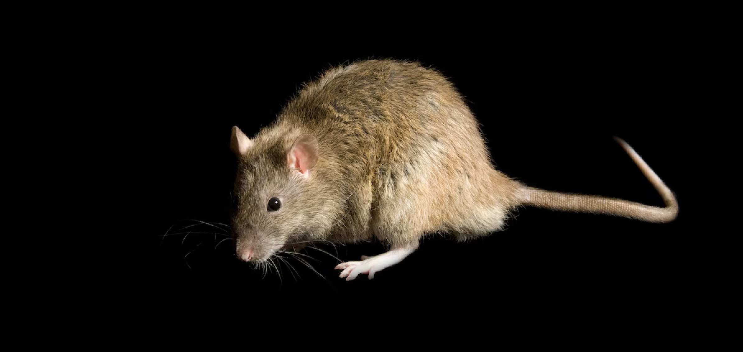Rat control in the Farmington Valley