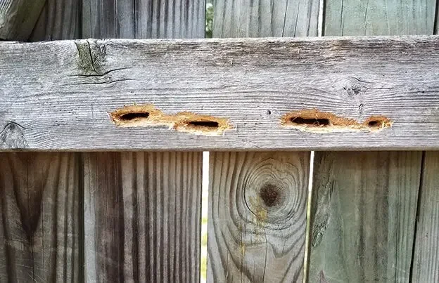 Carpenter bee damage
