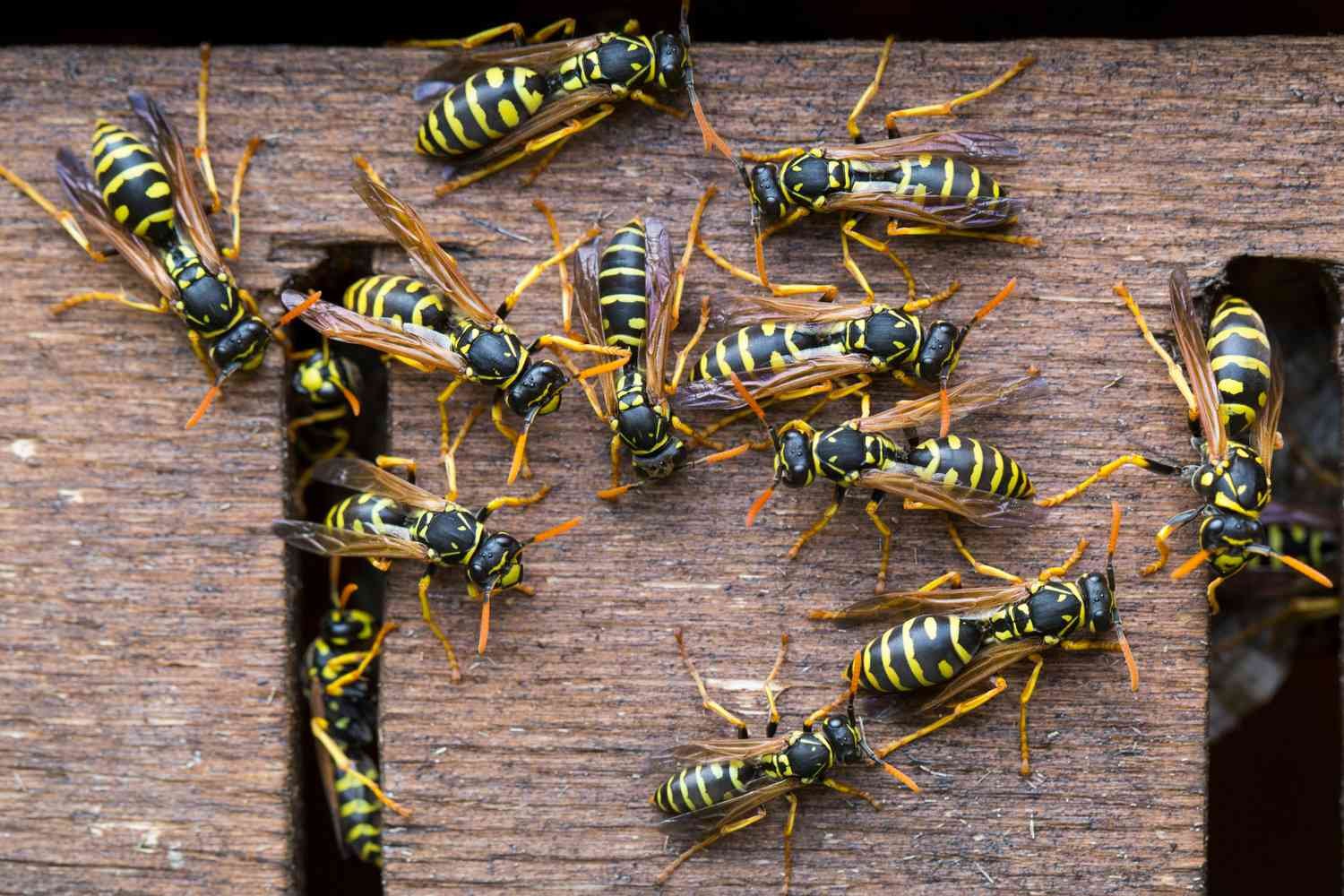 Close up of wasps in nest be1ac50decfd4e739e7b28615029df6f