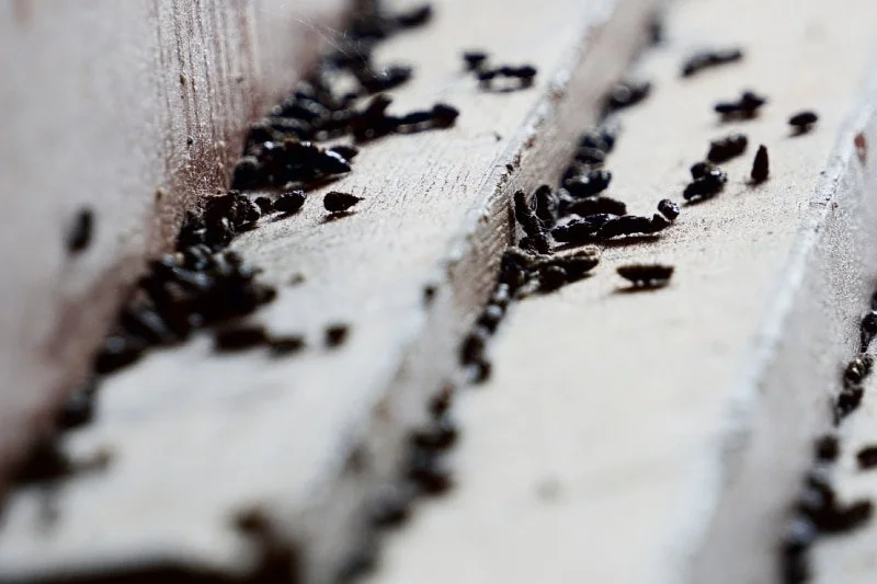 Mouse poop