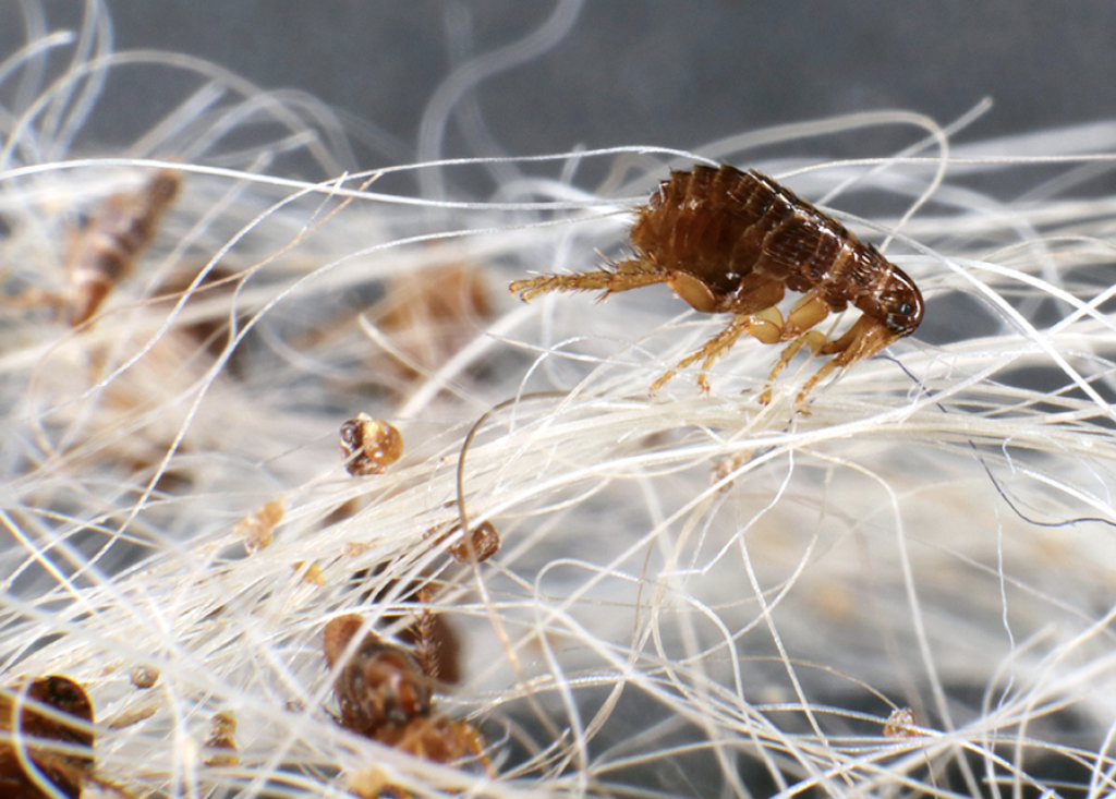 Flea control in the Farmington Valley