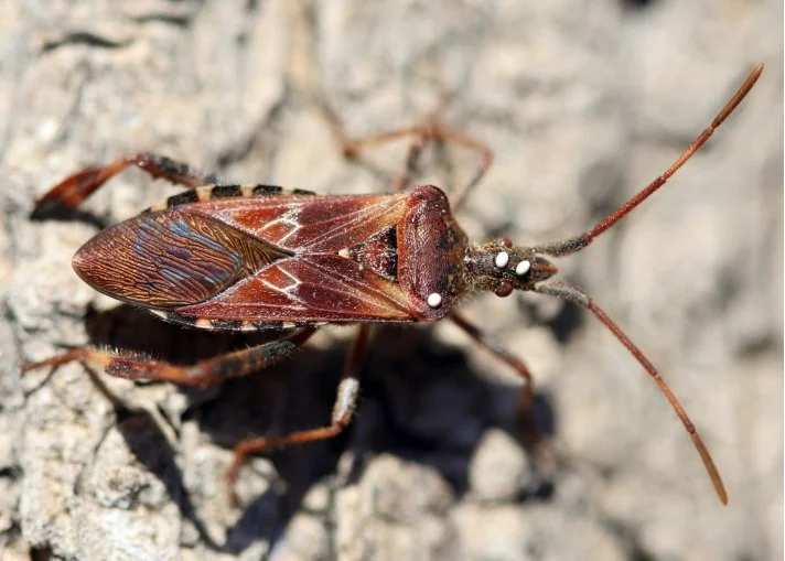 Western conifer seed bug david cappaert michigan state university