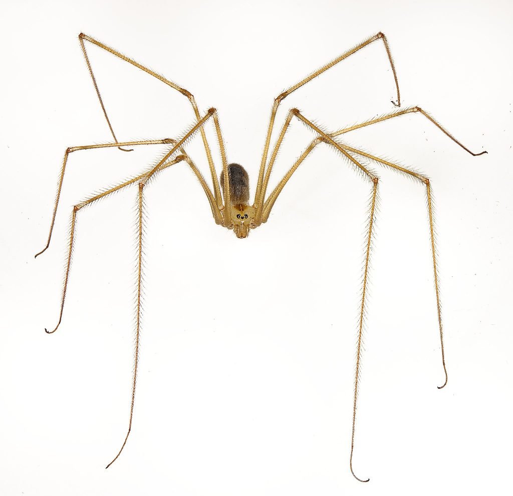 Spider control in the Farmington Valley