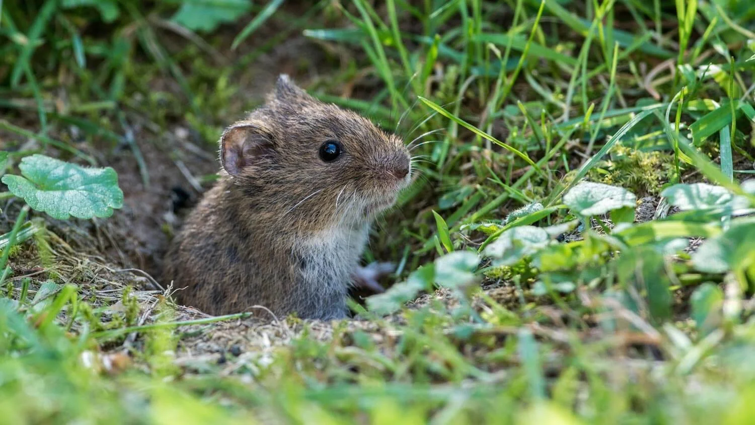 Common vole