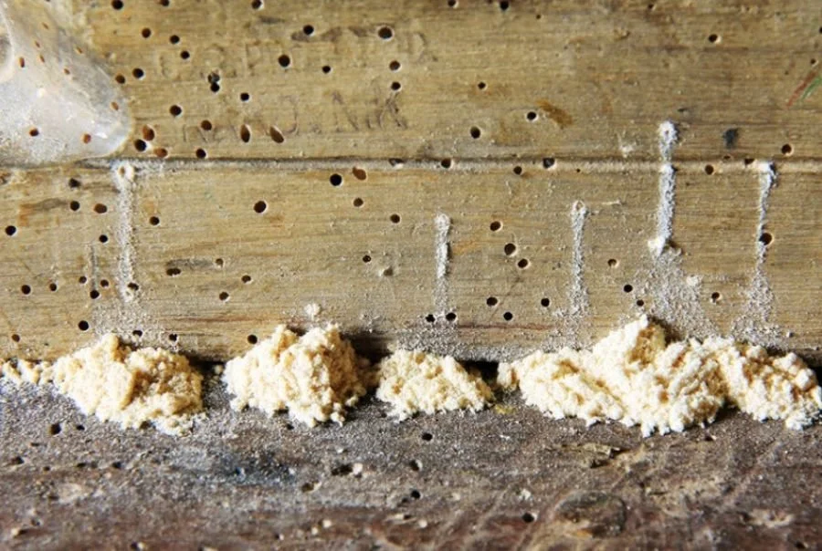 Powderpost beetle damage 003