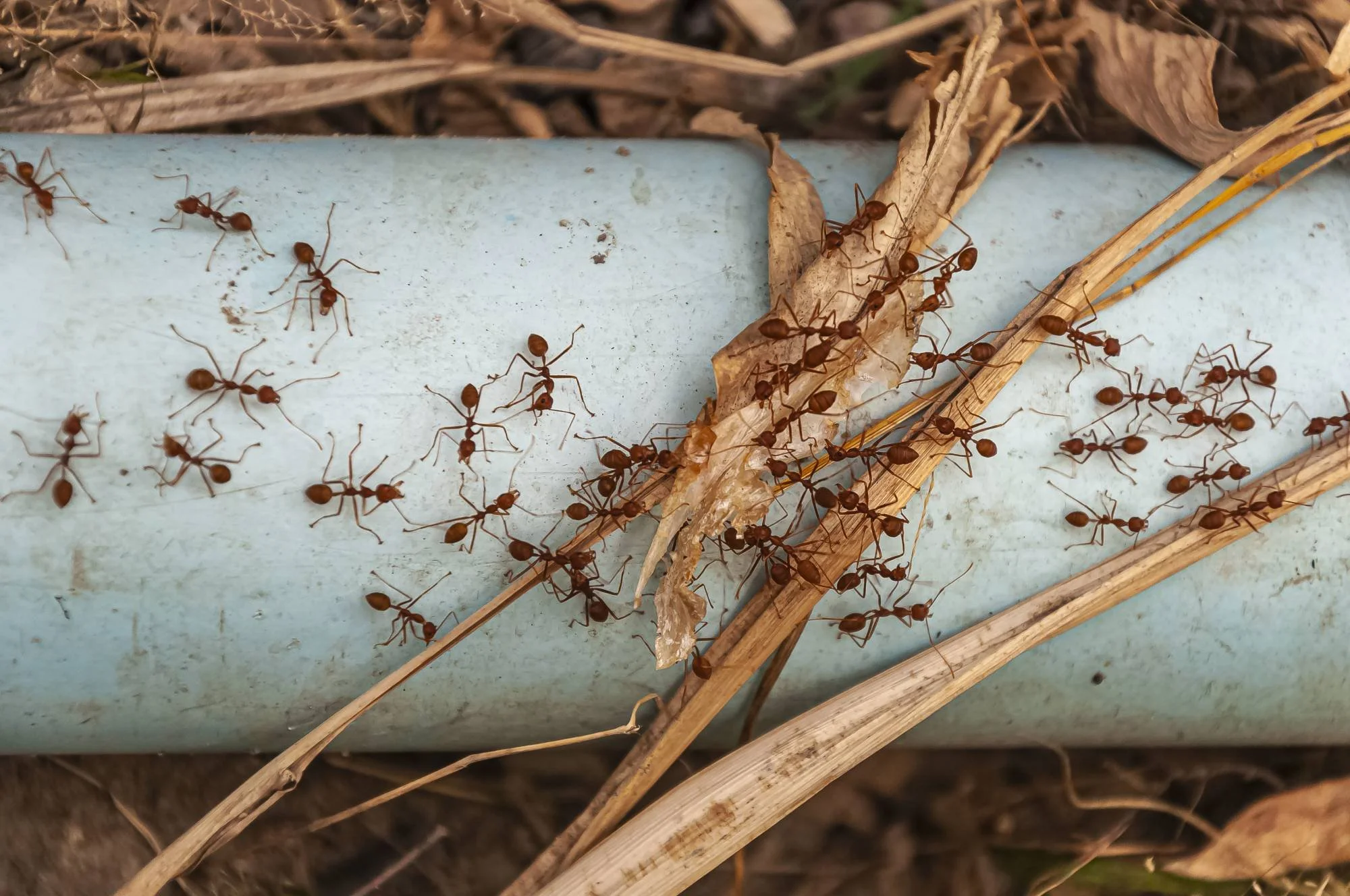 Ant control header s