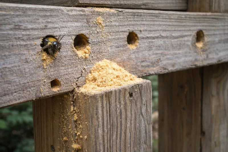 Carpenter Bee2