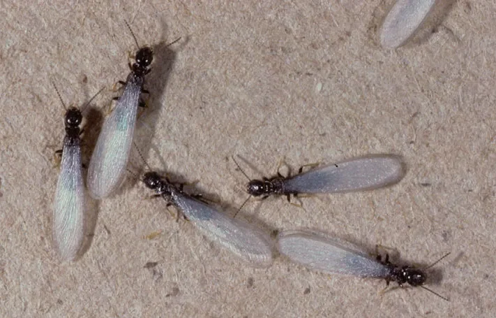 Termite swarmers