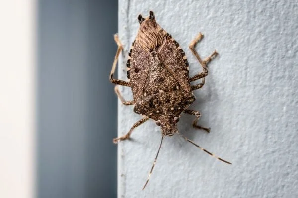 Brown marmorated stink bug