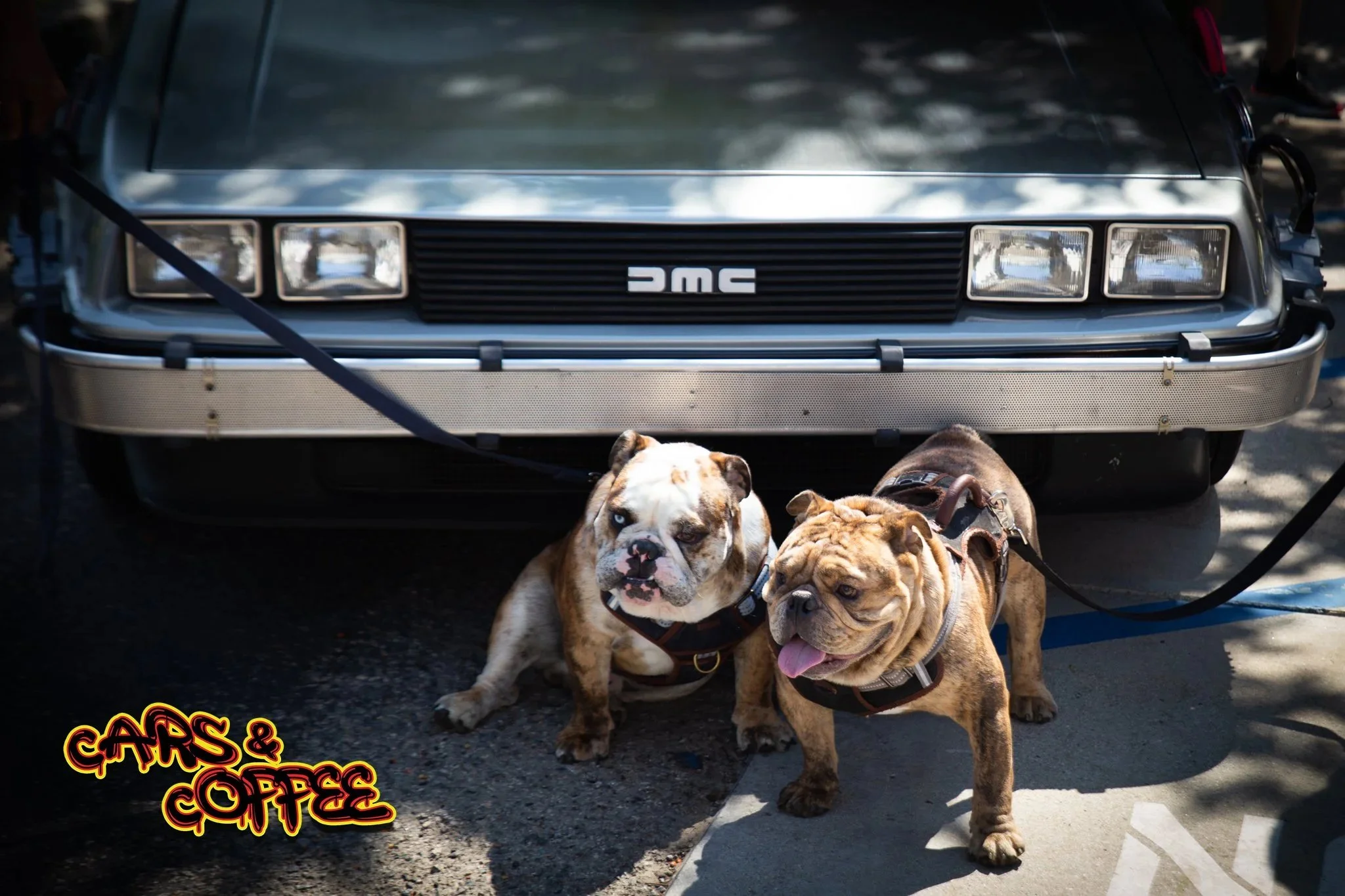 Two bulldogs in front of the Back to the Future DeLorean