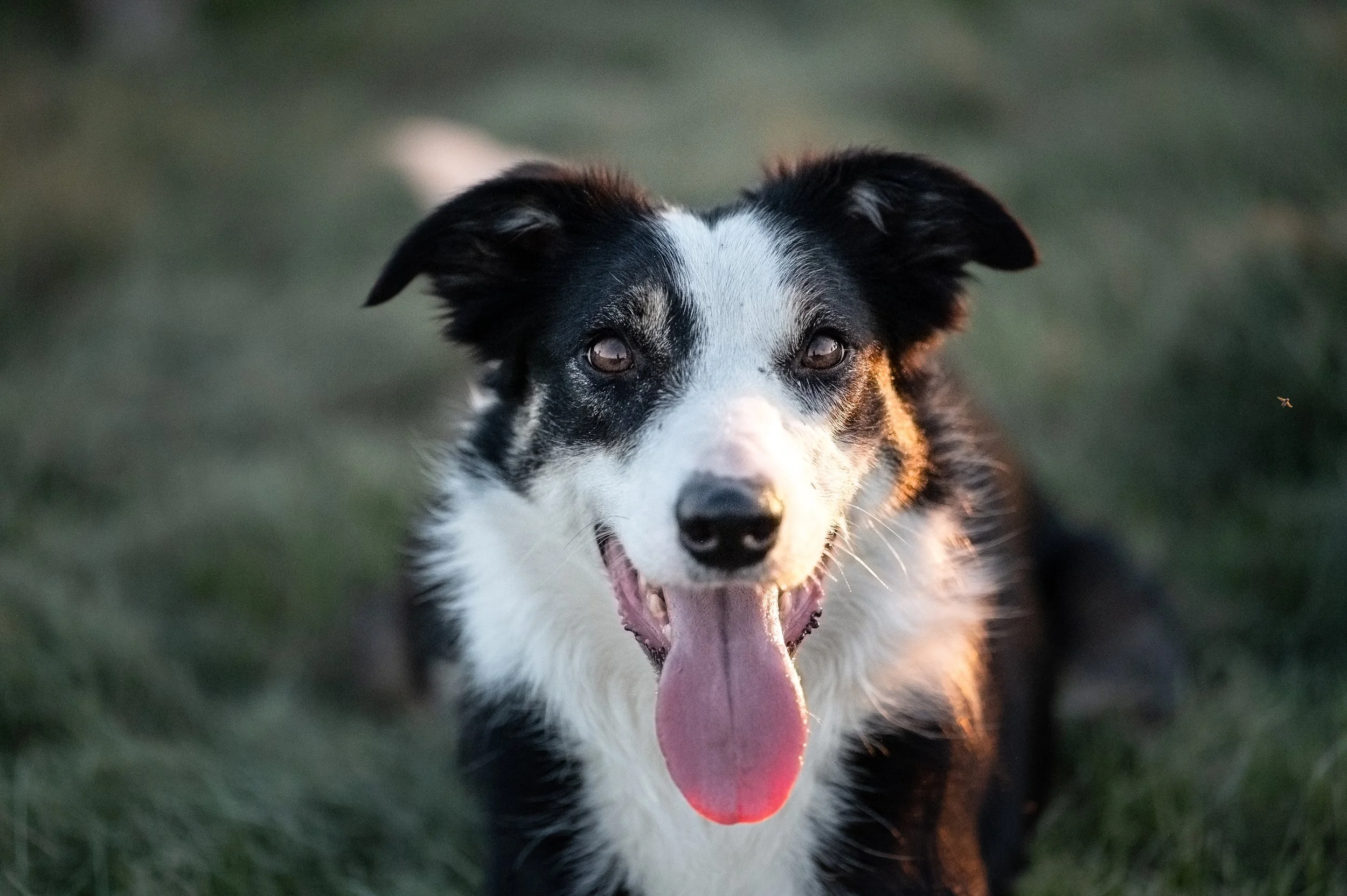 Professional dog photography by Jade Unrau at 4U Farms.