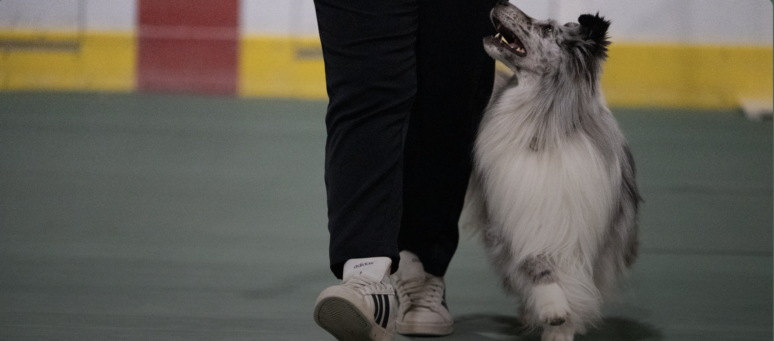 Wassa Obedience gallery cover