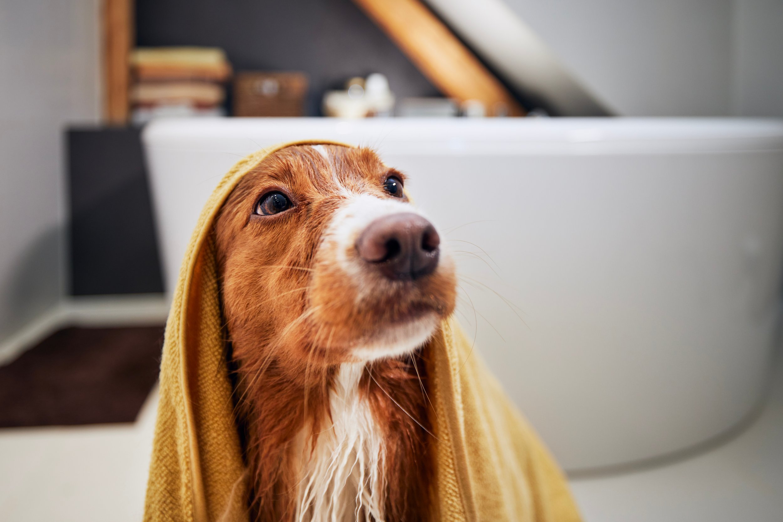 A freshly groomed dog wrapped comfortably in a towel.