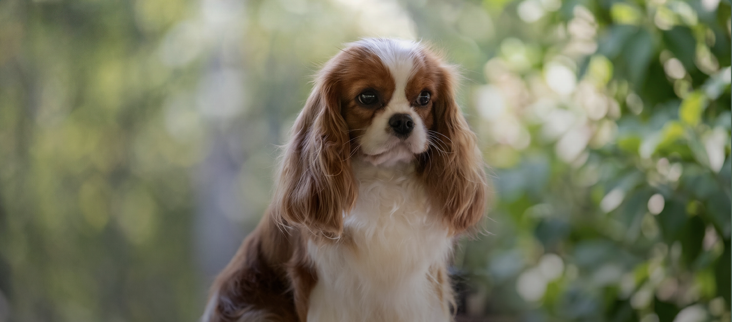 Thunder Bay Kennel Club gallery cover
