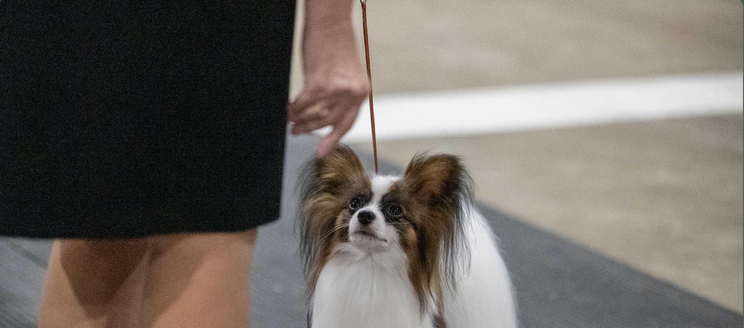 Prairie Canine Kennel Club Balgonie gallery cover