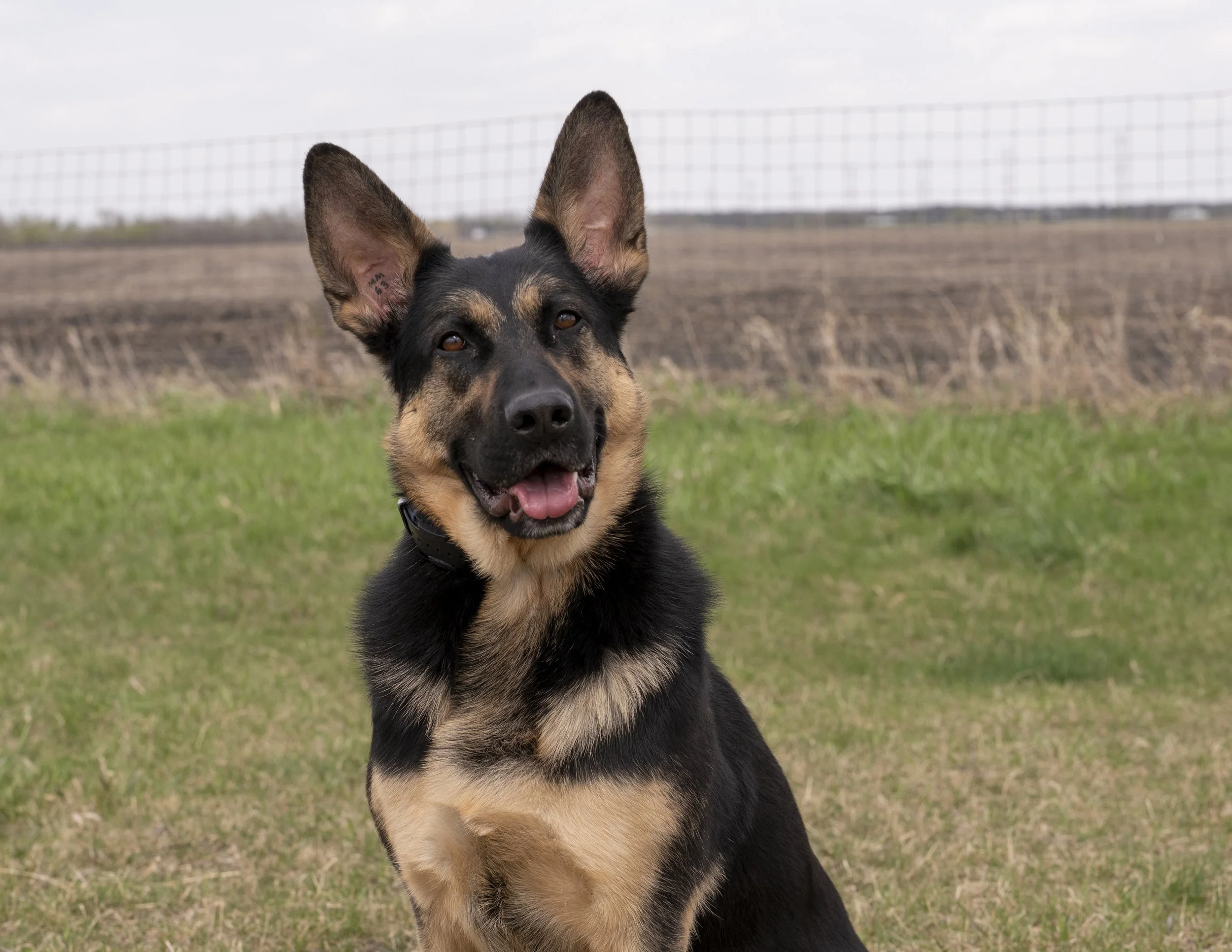 A dog participating in an outdoor experience at 4U Farms.
