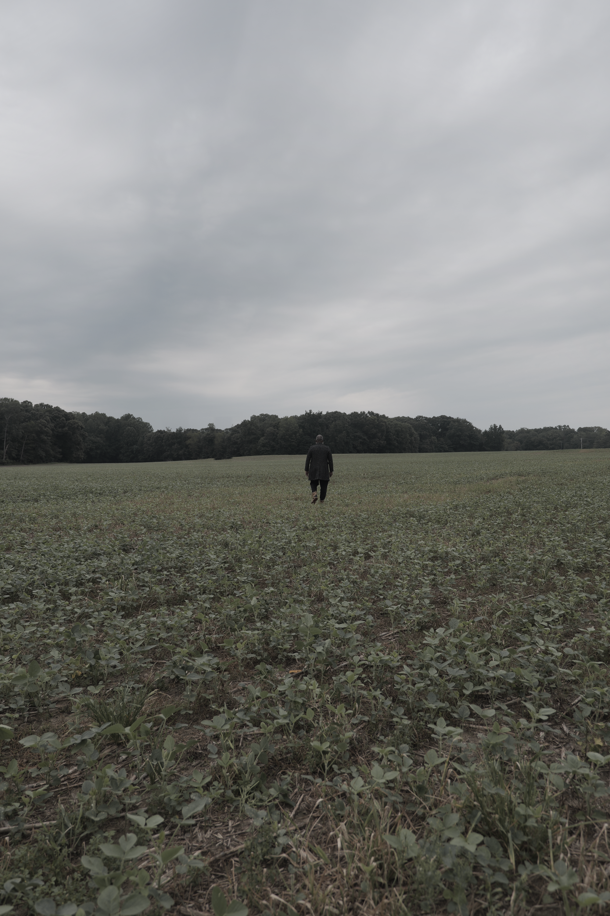 The Field in Winter