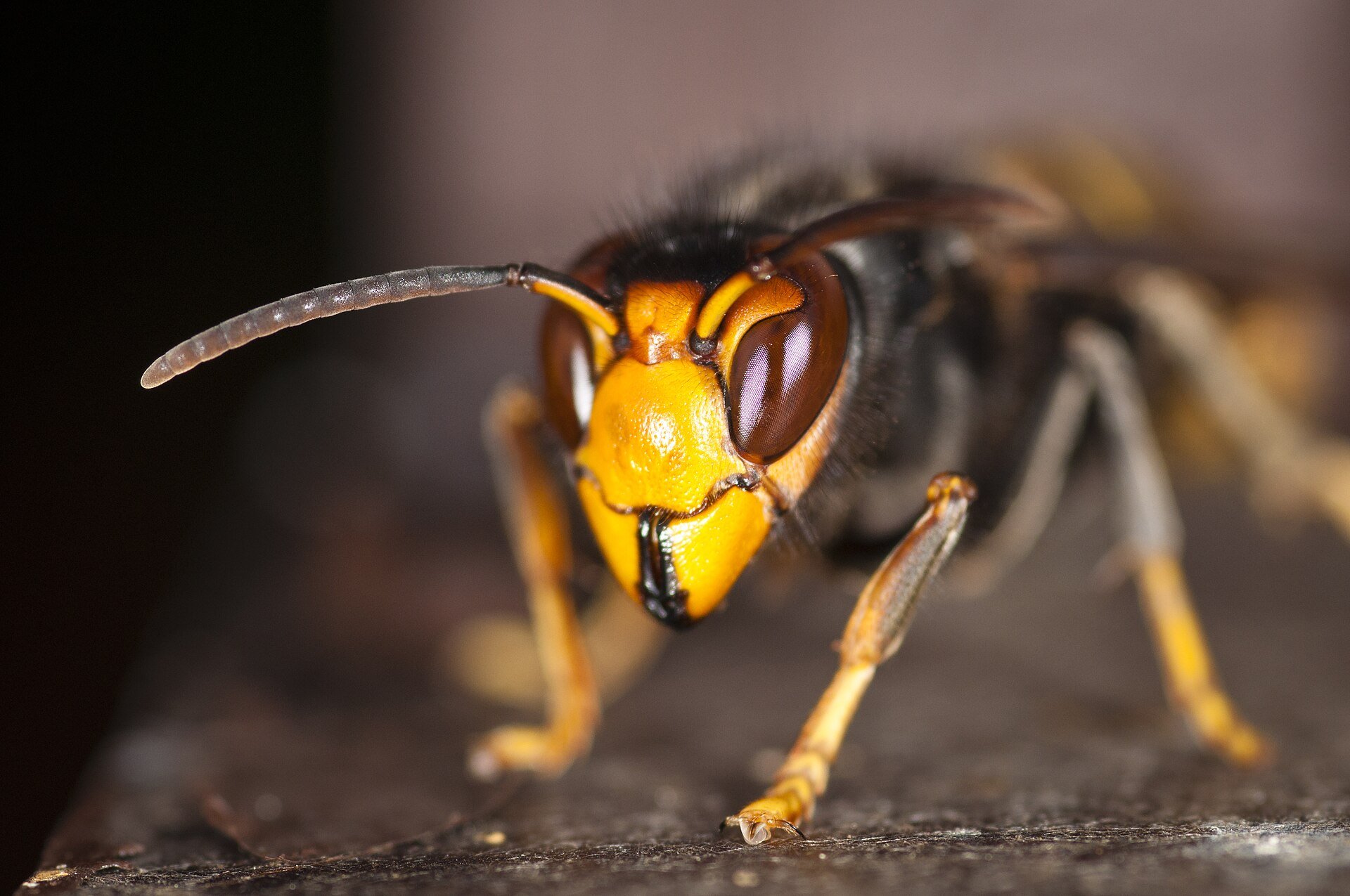 Yellow-legged Asian hornet hawking in front of a honey bee hive