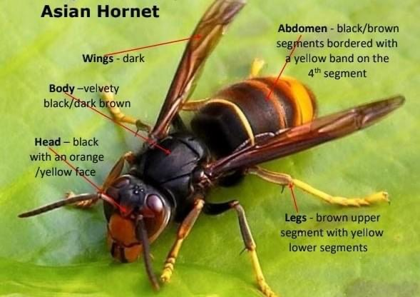 Yellow-legged Asian hornet showing its dark body, yellow legs, orange face and yellow-orange abdominal band