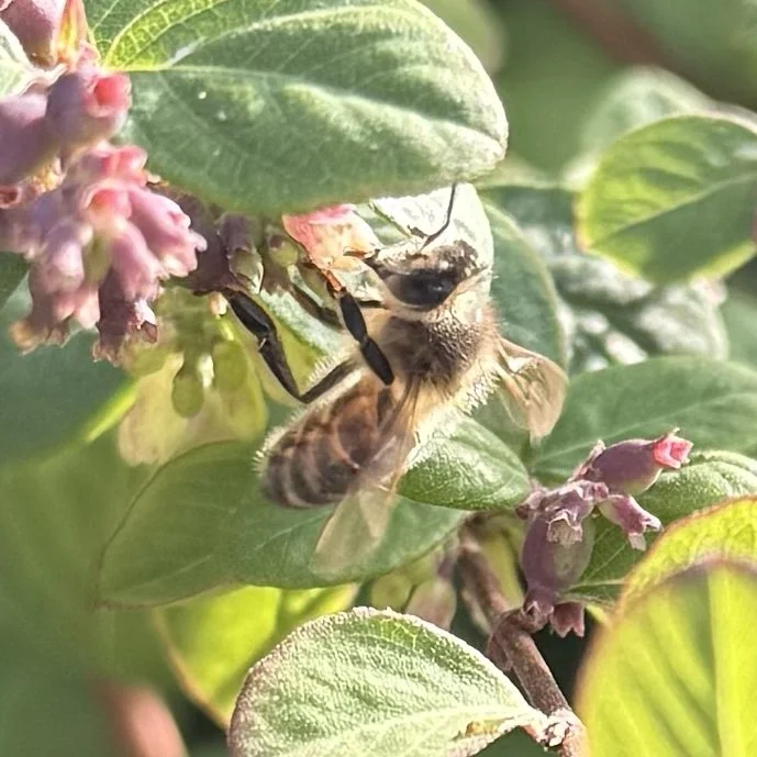 Close-up photograph of a honey bee