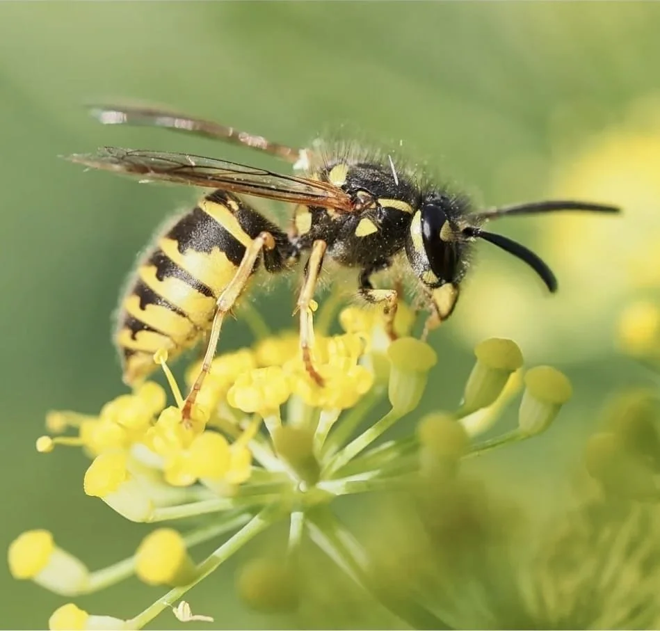 Close-up photograph of a wasp