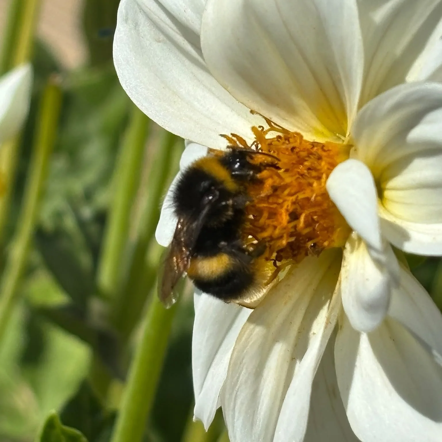 Close-up photograph of a bumblebee