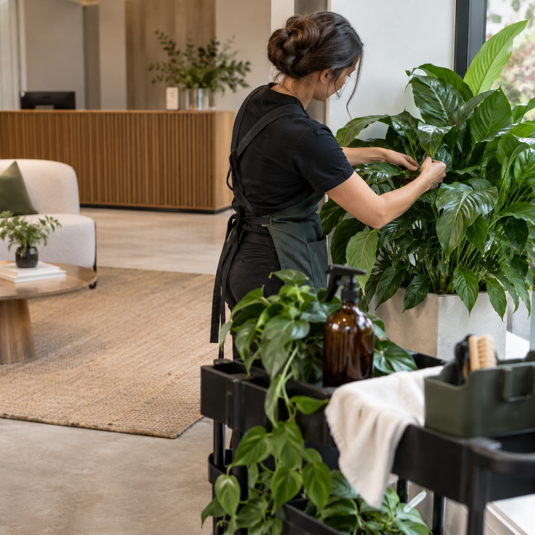 Office Plant Refresh — service illustration
