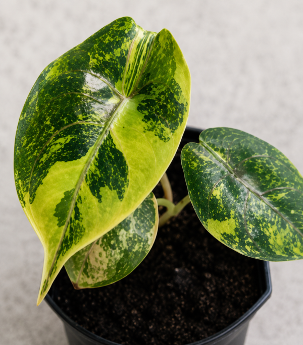 Alocasia azlanii Aurea