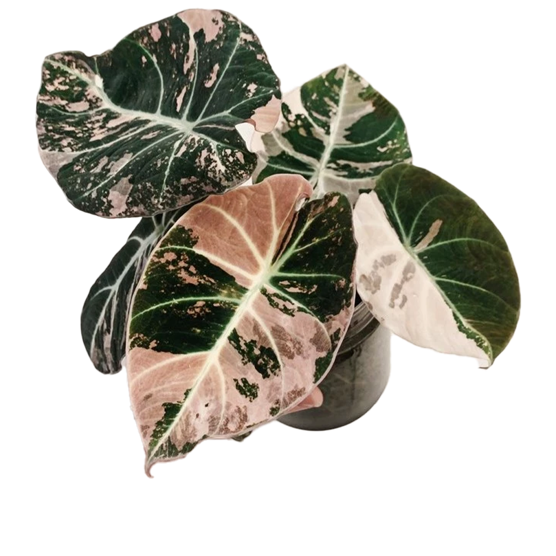 Alocasia Black Velvet Pink
