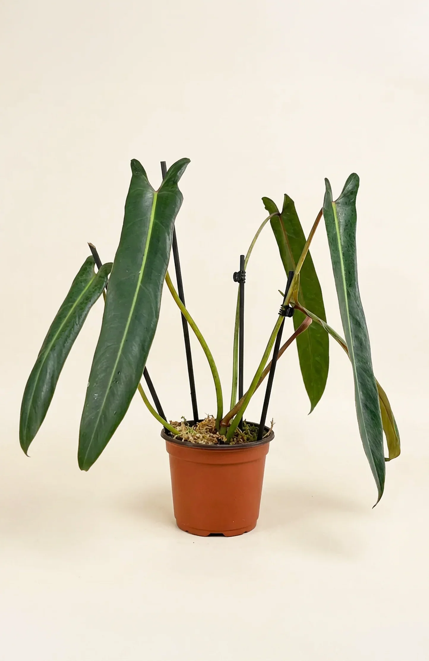 Philodendron spiritus-sancti