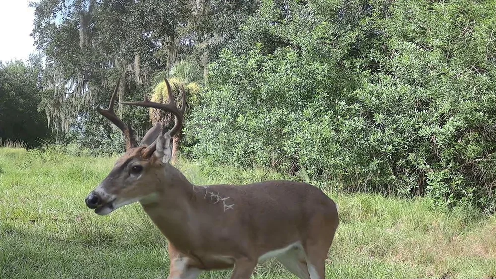 A whitetail buck on the property